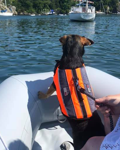 Newport, RI Builder's Dog Sunny